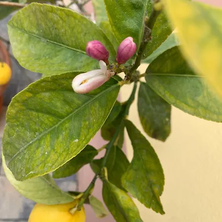 Lulu 公寓 莱茵河畔的宾根